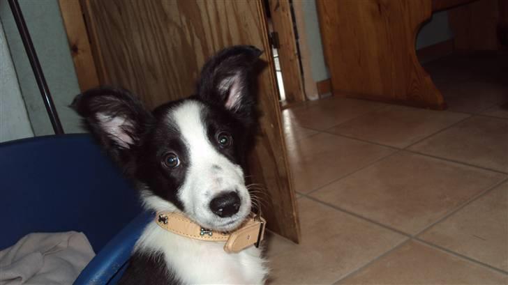 Border collie chang - sagde du noget  billede 4