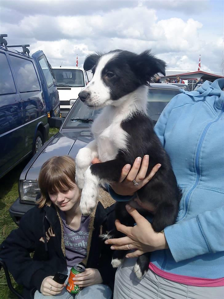 Border collie chang - så kan jeg bedre se  tak billede 5