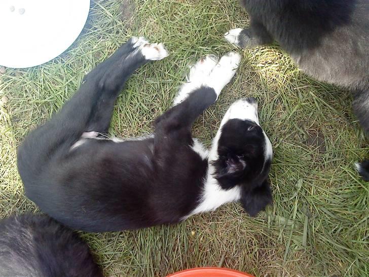 Border collie chang - så træt  billede 6