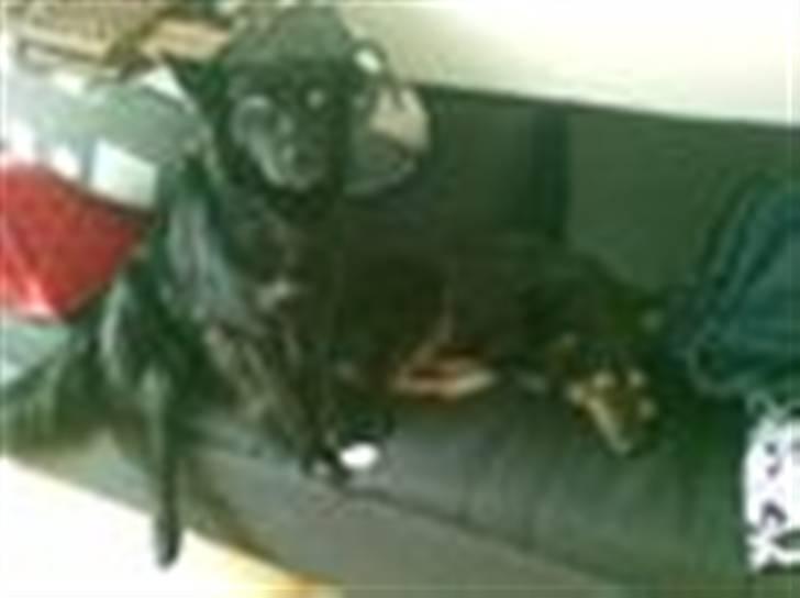 Border collie chang - mor og far  billede 7