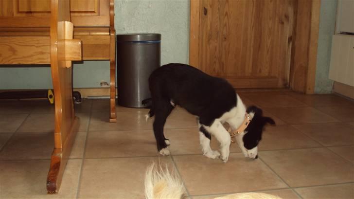 Border collie chang billede 8