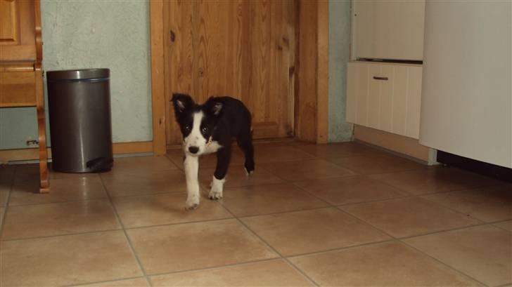 Border collie chang billede 9
