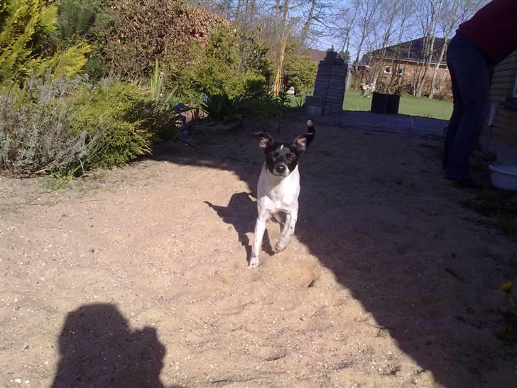 Dansk svensk gaardhund Zeus <33 - nuh hans ører billede 5