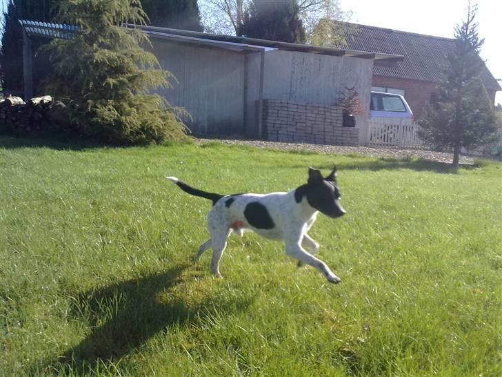 Dansk svensk gaardhund Zeus <33 - okay det går mega spadeyy billede 6