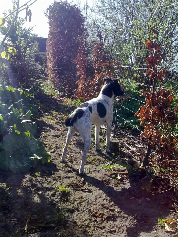 Dansk svensk gaardhund Zeus <33 - king kong ;D billede 7