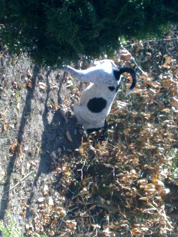 Dansk svensk gaardhund Zeus <33 - pige hun på den anden side ö ohh :P billede 8