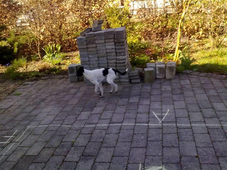 Dansk svensk gaardhund Zeus <33 - over treassen billede 9