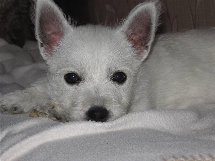 West highland white terrier Matchmaker (Felix) billede 12