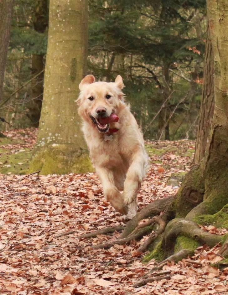 Golden retriever One'aby  billede 16