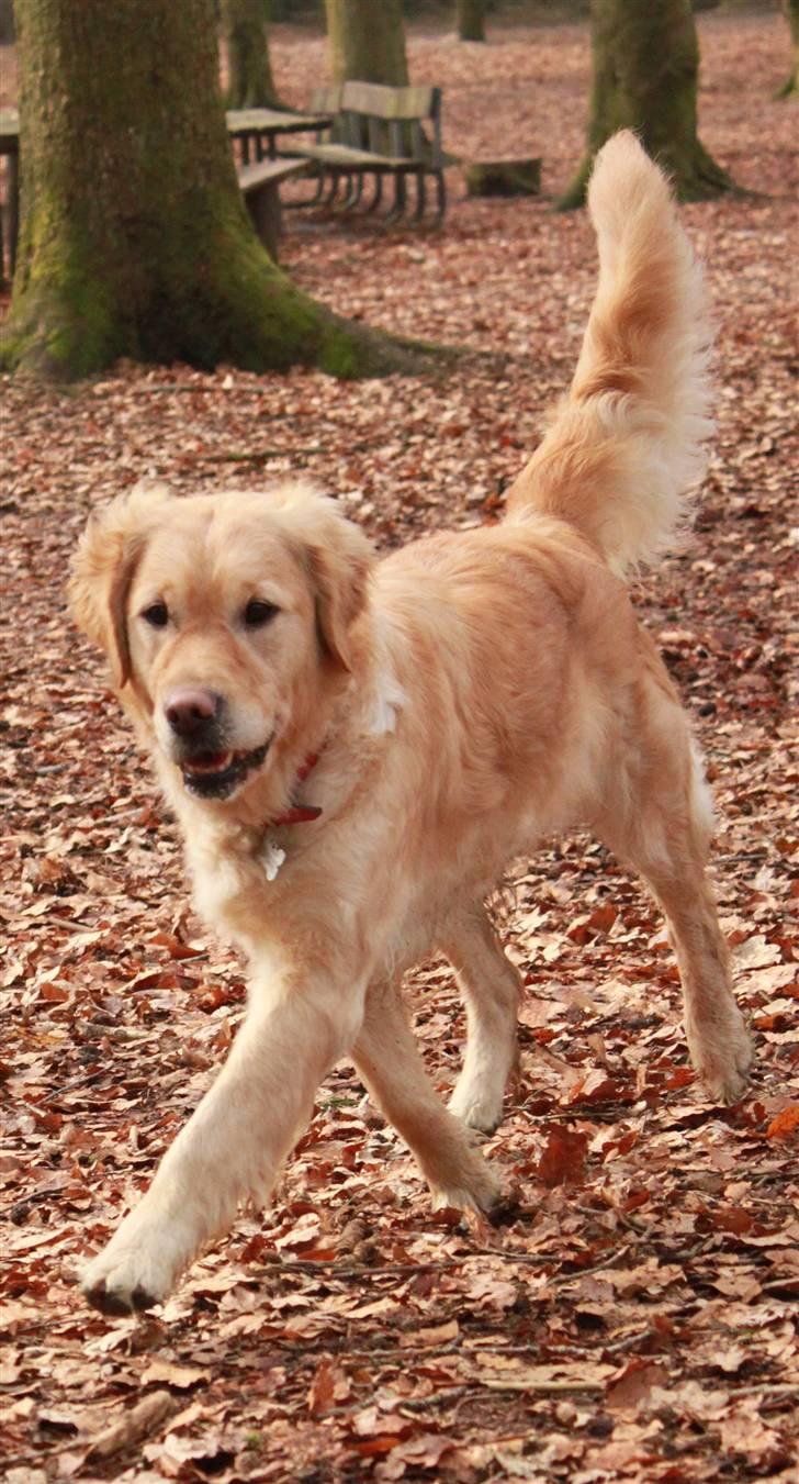 Golden retriever One'aby  billede 17