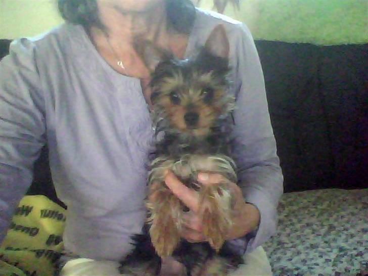 Yorkshire terrier ninette- charme - her sidder jeg hos mor  billede 1
