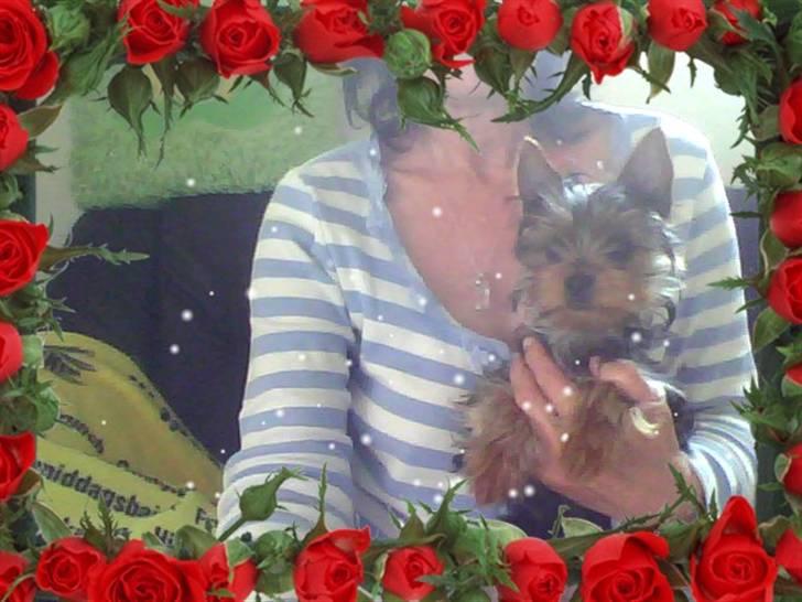 Yorkshire terrier ninette- charme - og igen hos mor  billede 2