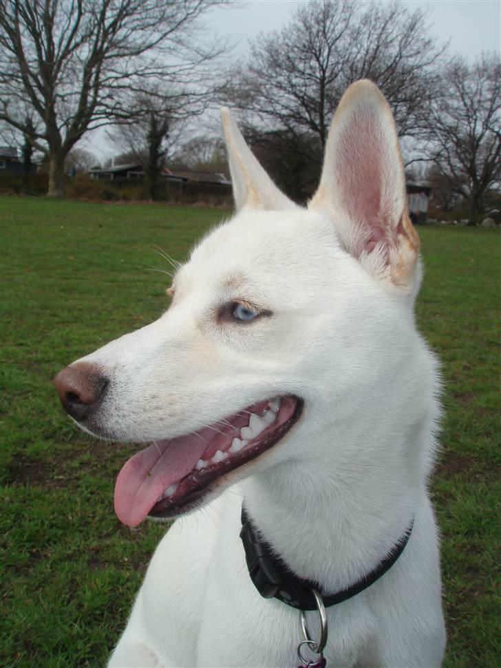 Blanding af racer Silke billede 13