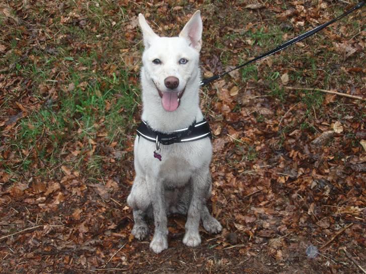 Blanding af racer Silke billede 14