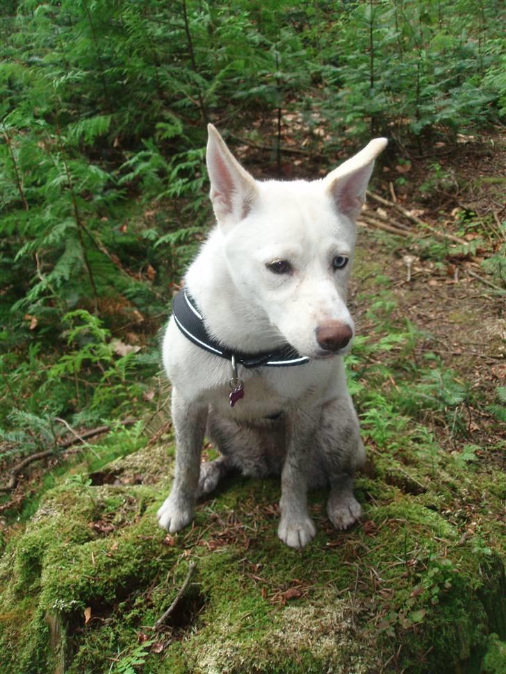 Blanding af racer Silke billede 15