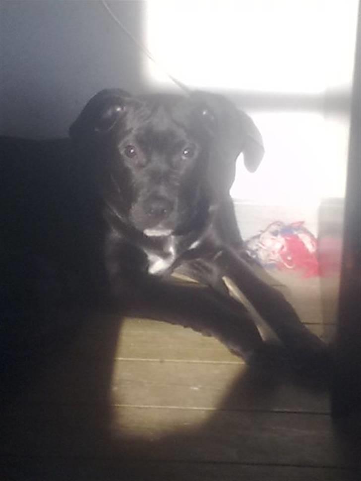 Blanding af racer Gismo - jeg er bare så uskyldig billede 12