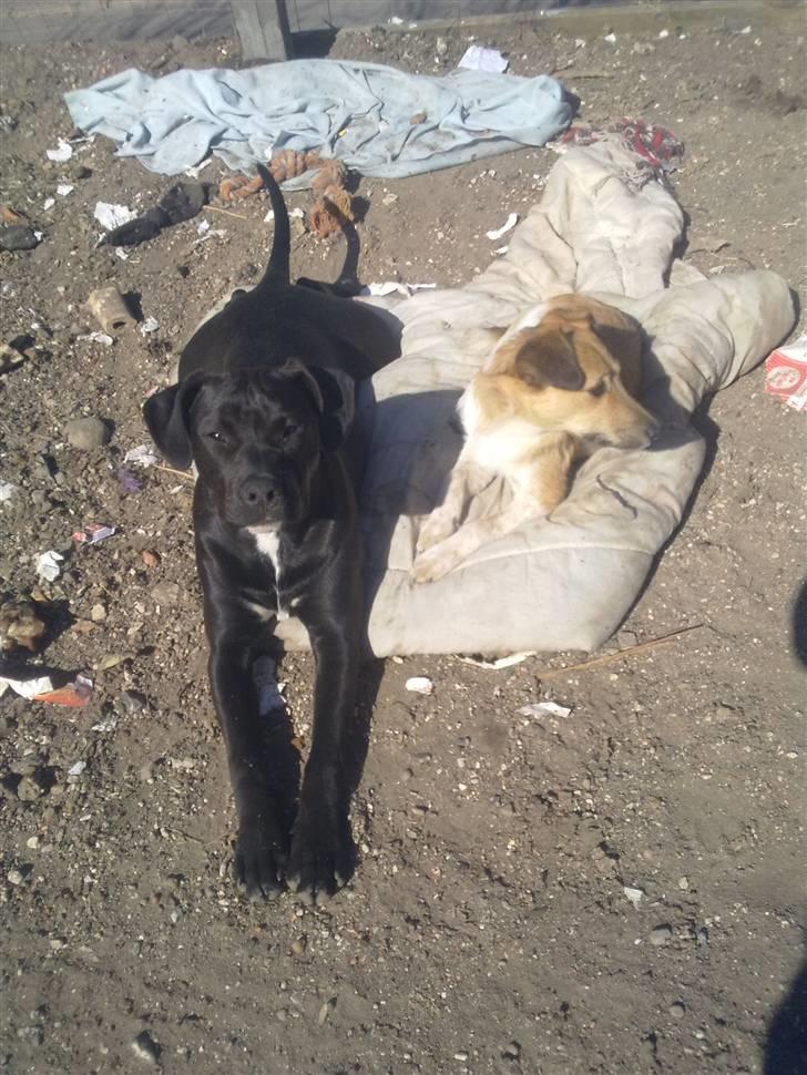 Blanding af racer Gismo - mig og fætter blindi billede 13