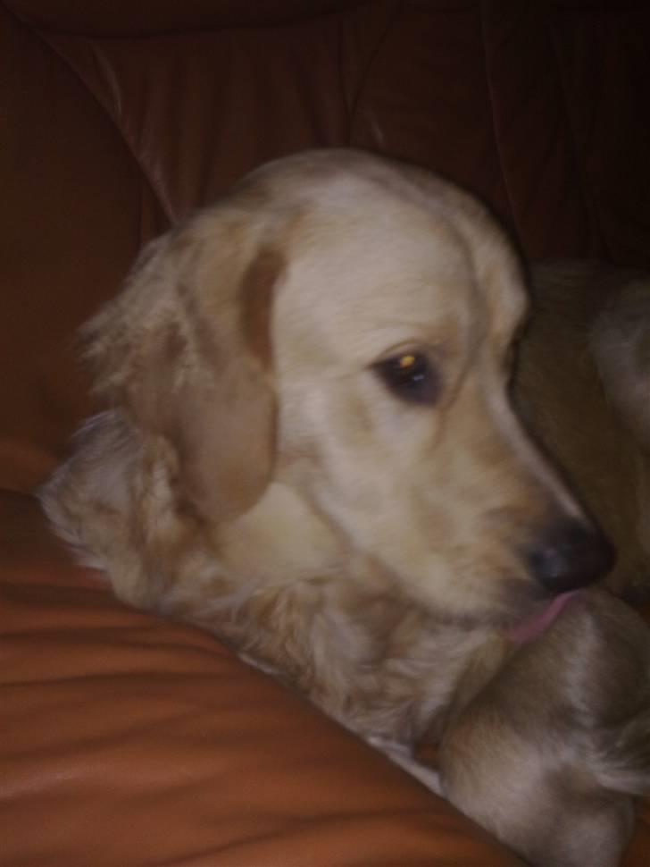 Golden retriever Dingo billede 19