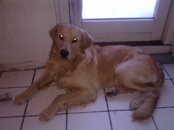 Golden retriever Dingo billede 20