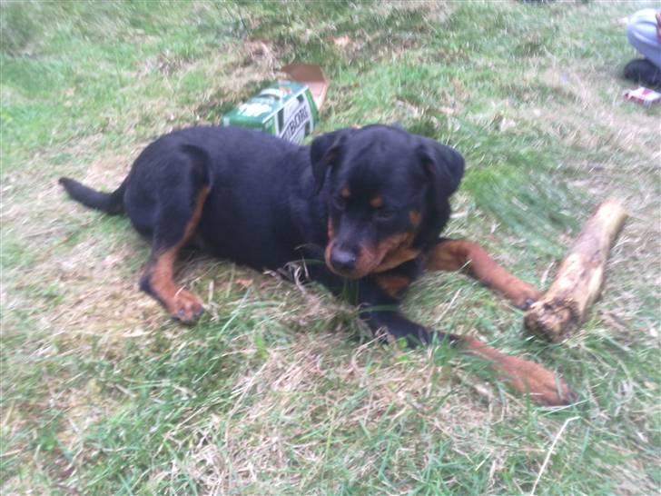 Rottweiler King billede 1