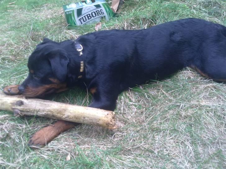 Rottweiler King billede 2