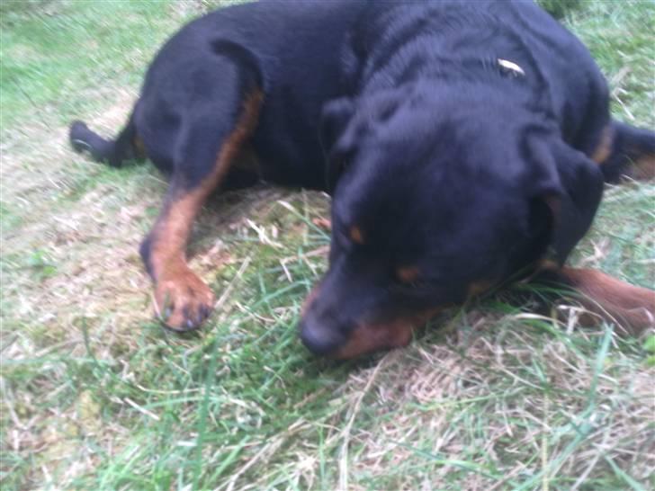 Rottweiler King billede 3