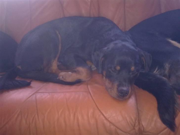 Rottweiler King billede 4
