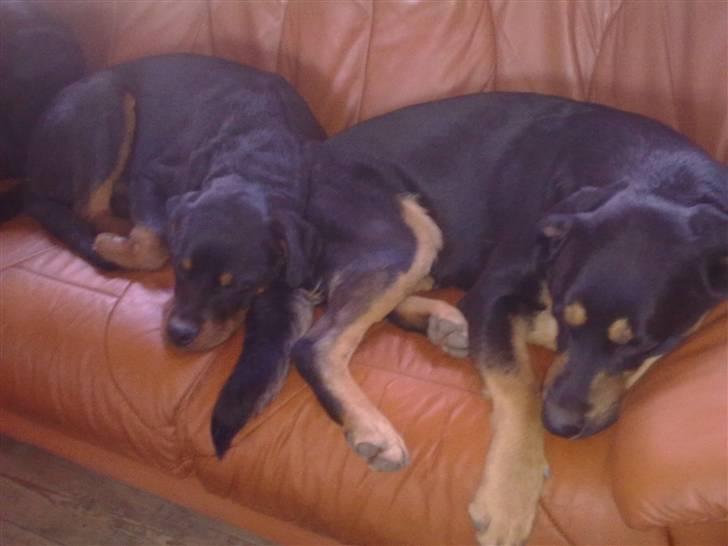 Rottweiler King billede 5