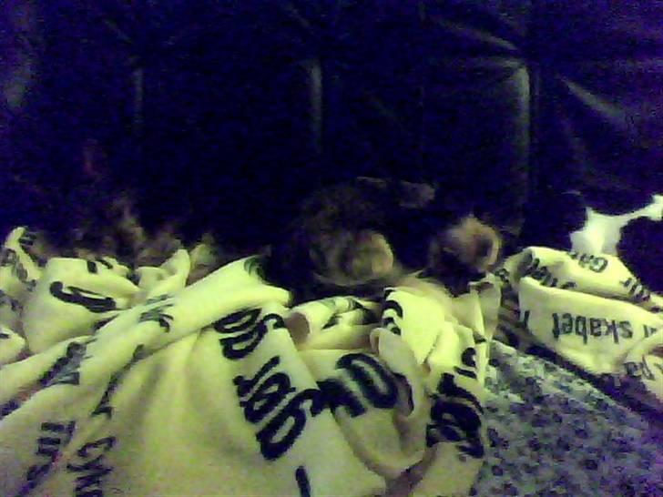 Yorkshire terrier ninette- charme - sove sammen kan vi godt  billede 3