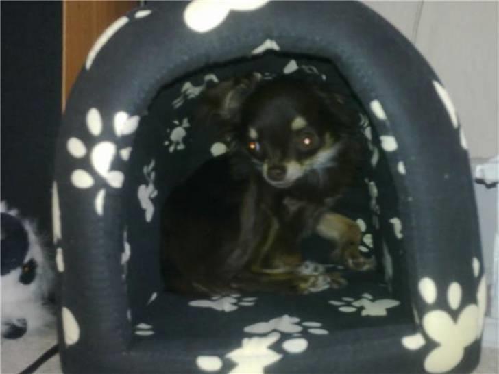 Chihuahua zilona billede 1