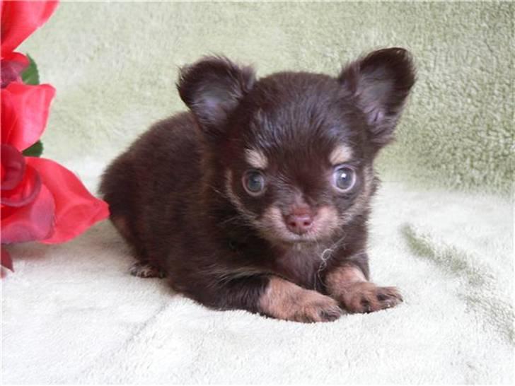 Chihuahua zilona billede 2