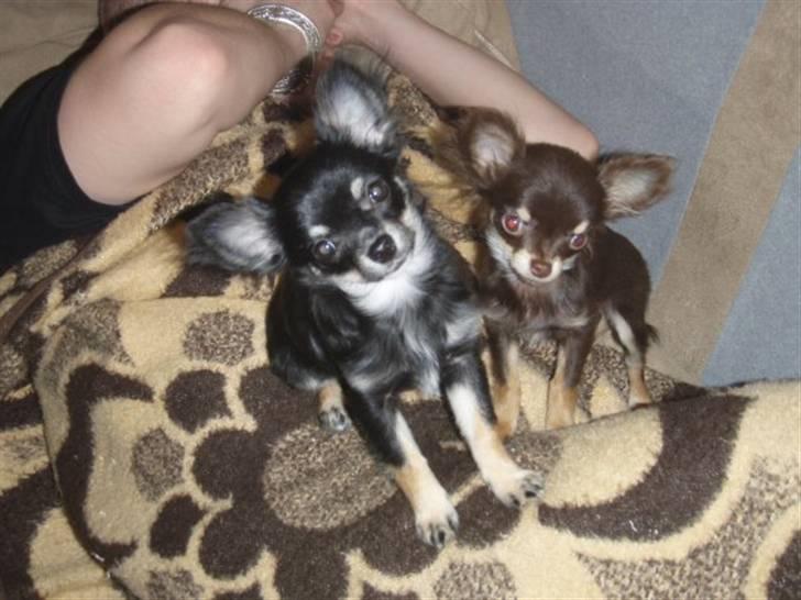 Chihuahua zilona billede 3