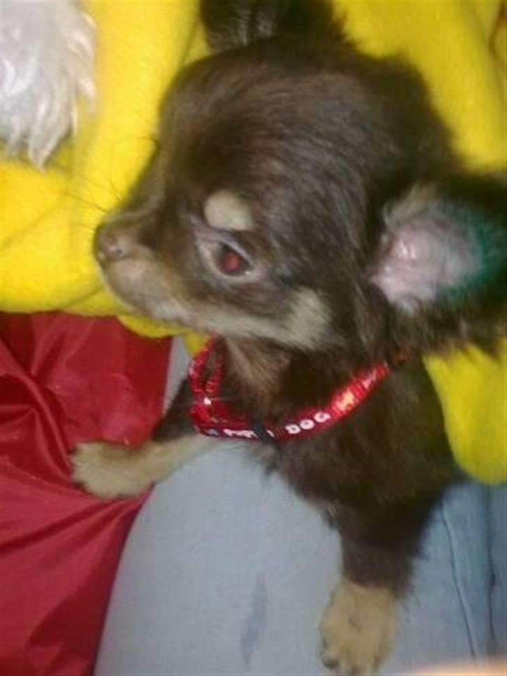 Chihuahua zilona billede 4