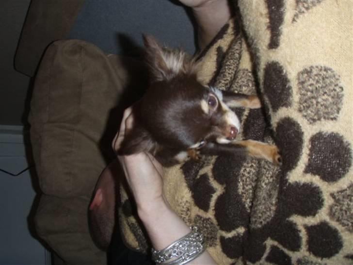 Chihuahua zilona billede 5