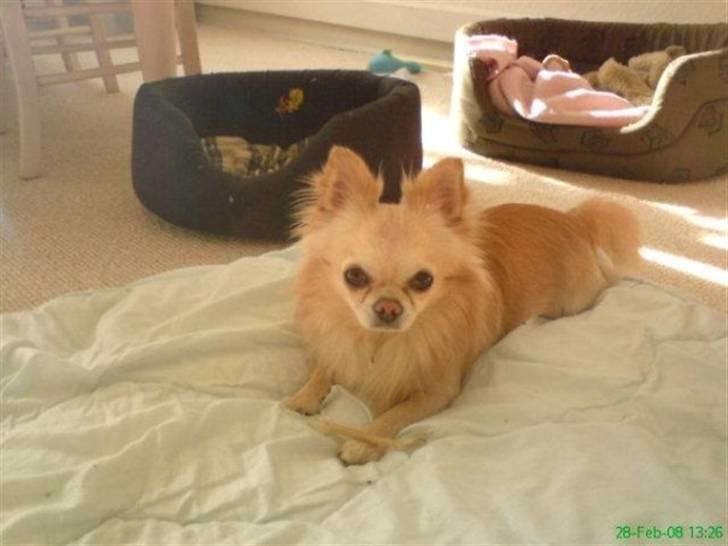 Chihuahua chatel billede 1