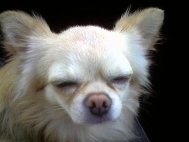 Chihuahua chatel billede 2