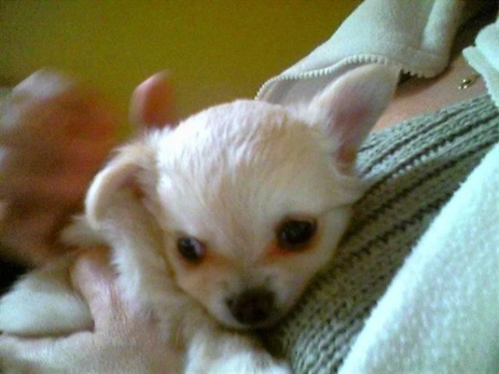 Chihuahua chatel billede 3