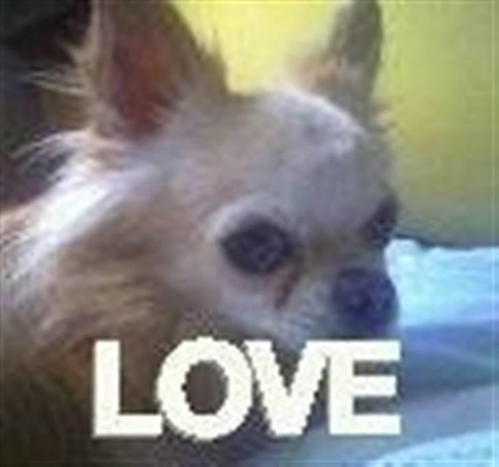 Chihuahua chatel billede 4