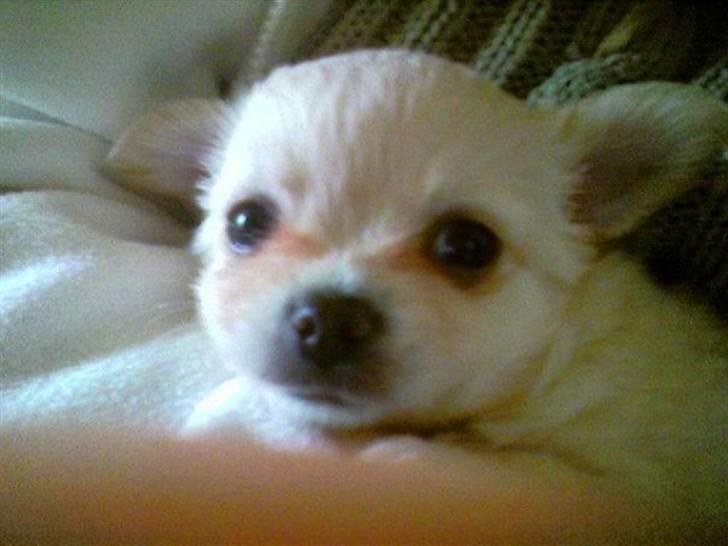 Chihuahua chatel billede 5