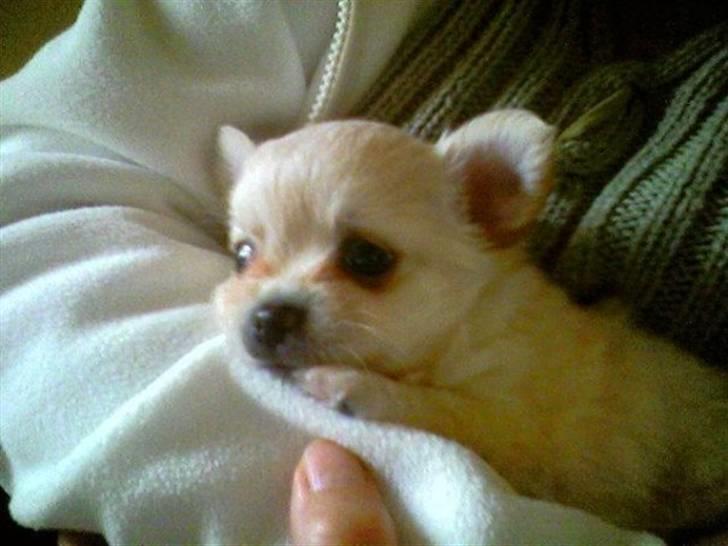 Chihuahua chatel billede 6