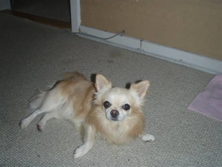 Chihuahua chatel billede 7