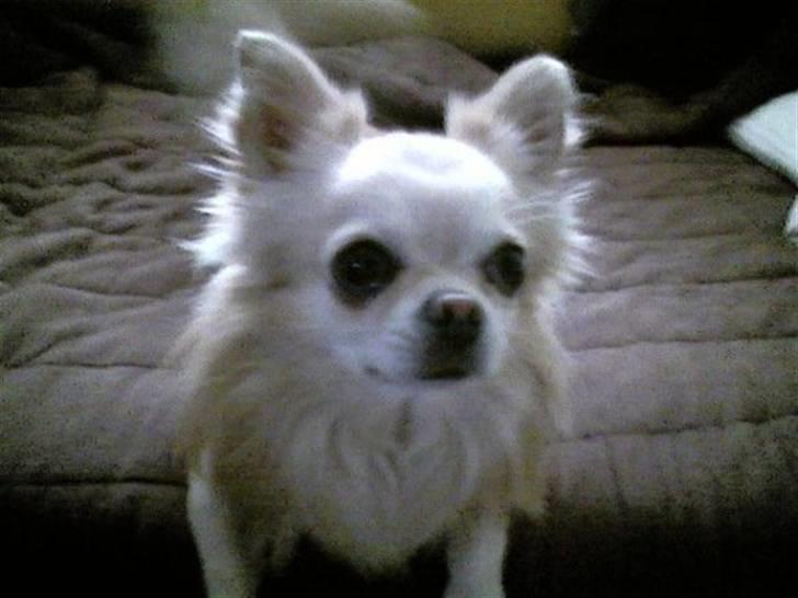 Chihuahua chatel billede 8