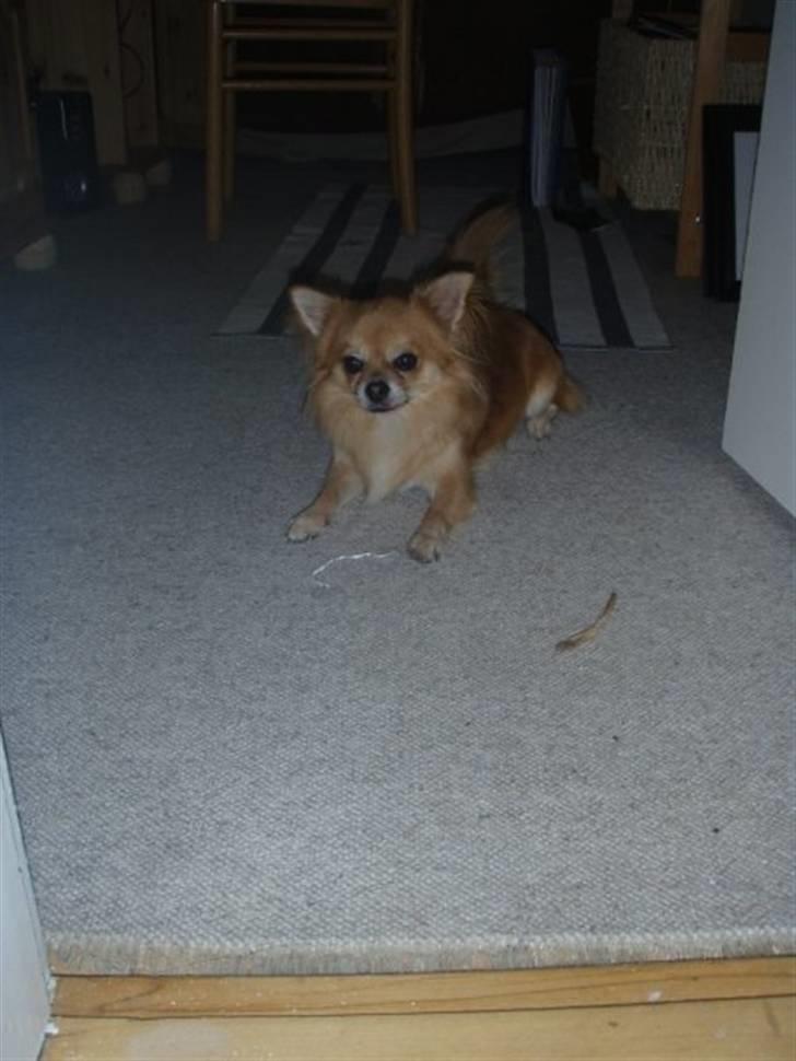 Chihuahua zachy billede 1