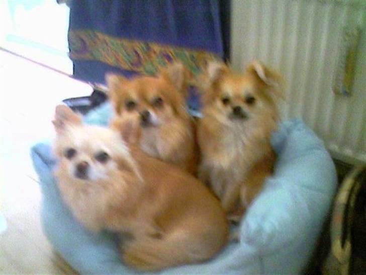 Chihuahua zachy billede 2