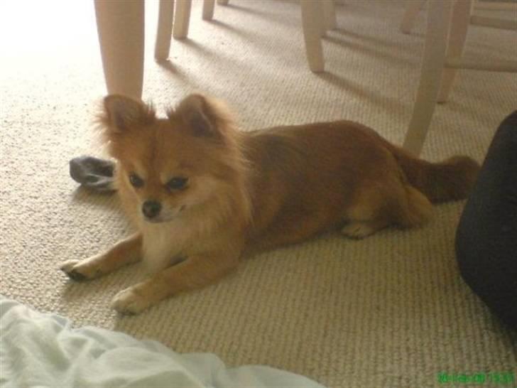 Chihuahua zachy billede 3