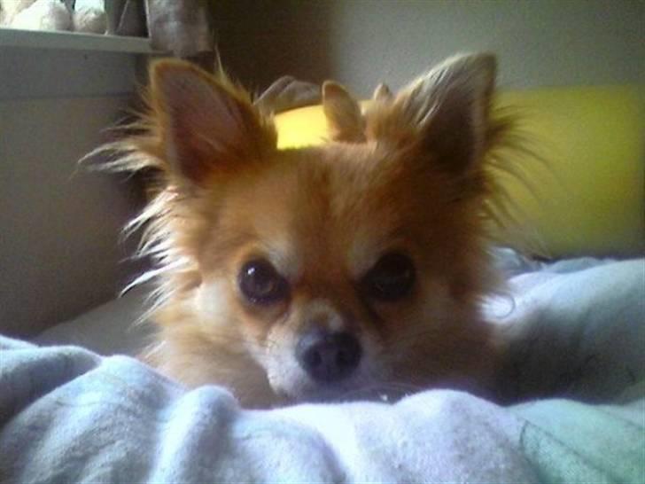 Chihuahua zachy billede 4