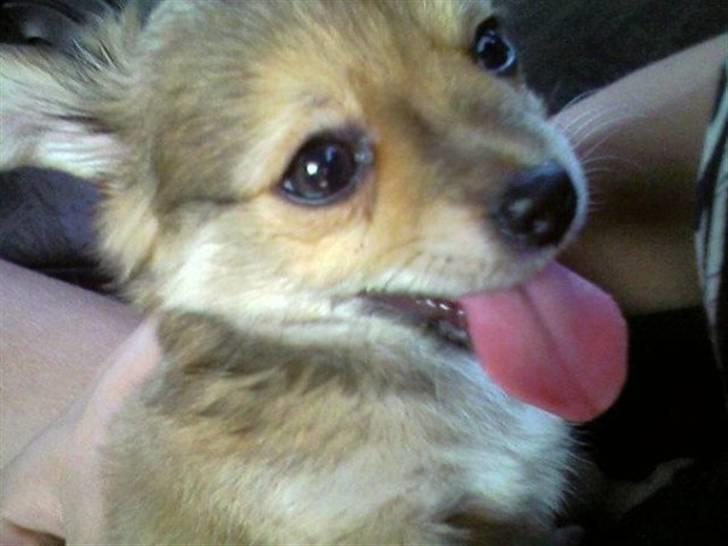 Chihuahua zachy billede 5