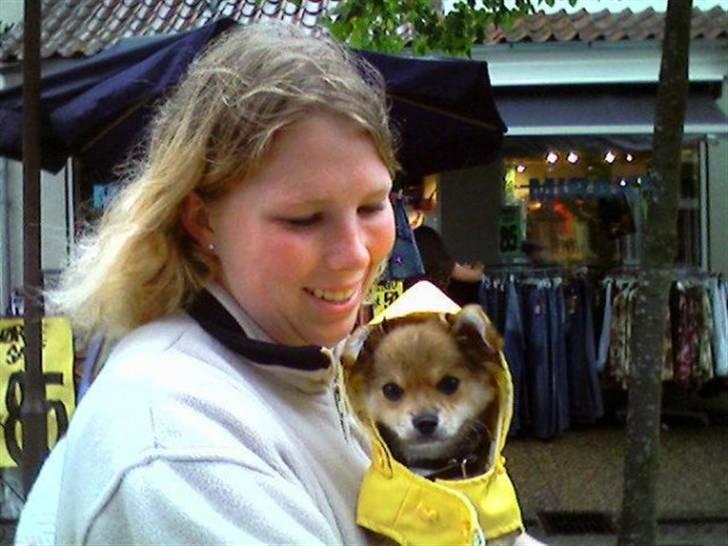 Chihuahua zachy billede 6