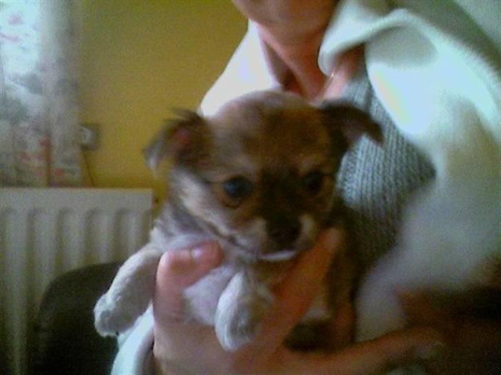 Chihuahua zachy billede 7