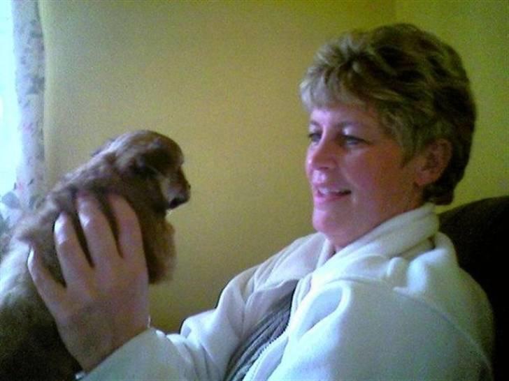 Chihuahua zachy billede 9